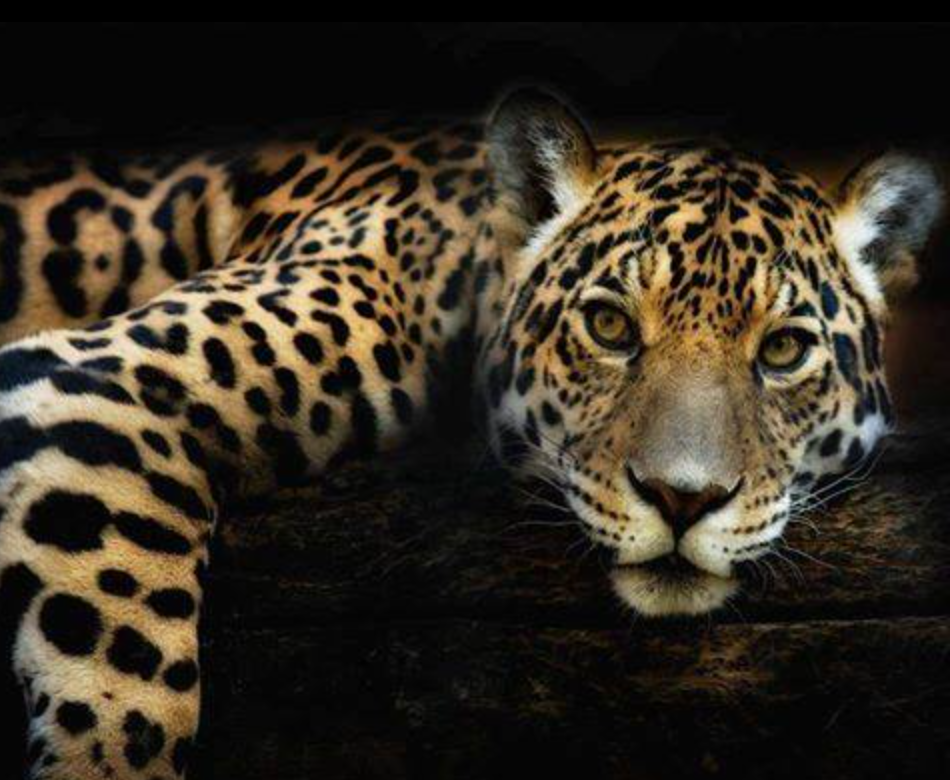 Screen Shot 2016-03-23 at 11.03.06 am